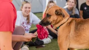 Estudiantes de SDSU colaborando en refugio de mascotas en San Diego durante jornada de voluntariado