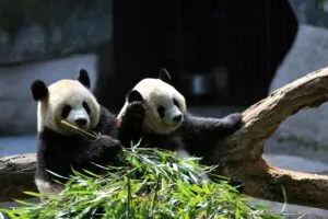 Pandas gigantes Yun Chuan y Xin Bao descansan en Panda Ridge del San Diego Zoo