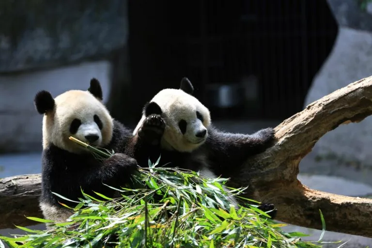 Pandas gigantes Yun Chuan y Xin Bao descansan en Panda Ridge del San Diego Zoo
