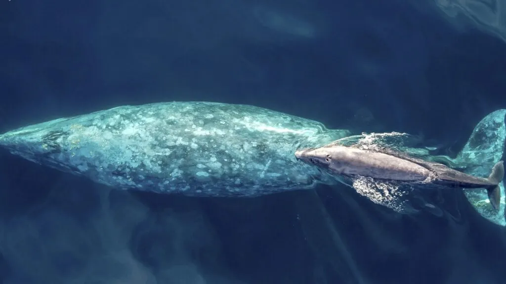 Riesgo para ballenas jorobadas por enredos en artes de pesca durante olas de calor marinas