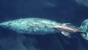 Riesgo para ballenas jorobadas por enredos en artes de pesca durante olas de calor marinas