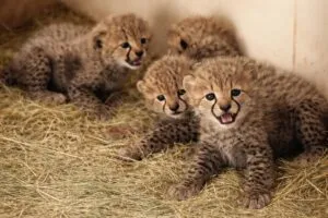 Cuatro cachorros de guepardo en San Diego Safari Park, ejemplo de conservación y educación ambiental en California