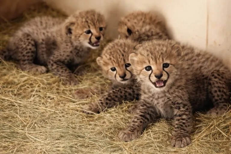 Cuatro cachorros de guepardo en San Diego Safari Park, ejemplo de conservación y educación ambiental en California