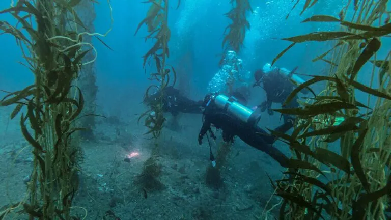 bosque de kelp gigante bajo el agua frente a la costa de San Diego con algas marinas altas y peces nadando entre ellas