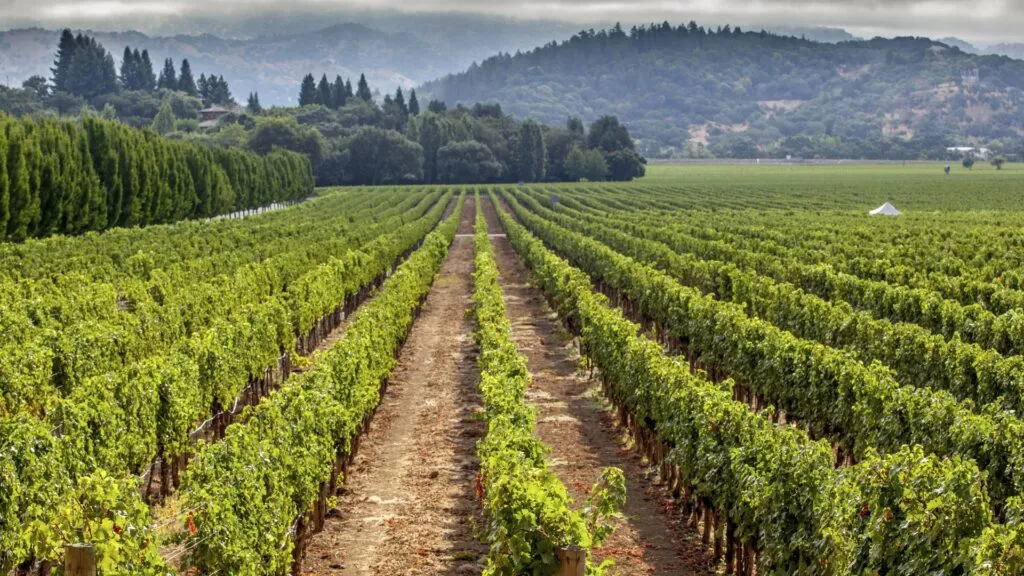 Viñedos de California reflejan crisis del vino con reducción de producción y cierre de bodegas