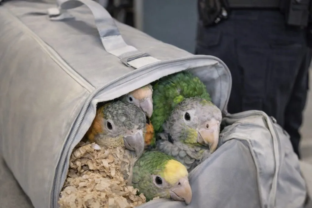contrabando de loros detectado en frontera de San Diego con aves ocultas y agentes revisando