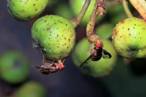 Área agrícola en San Diego bajo cuarentena por detección de moscas mexicanas de la fruta y controles fitosanitarios