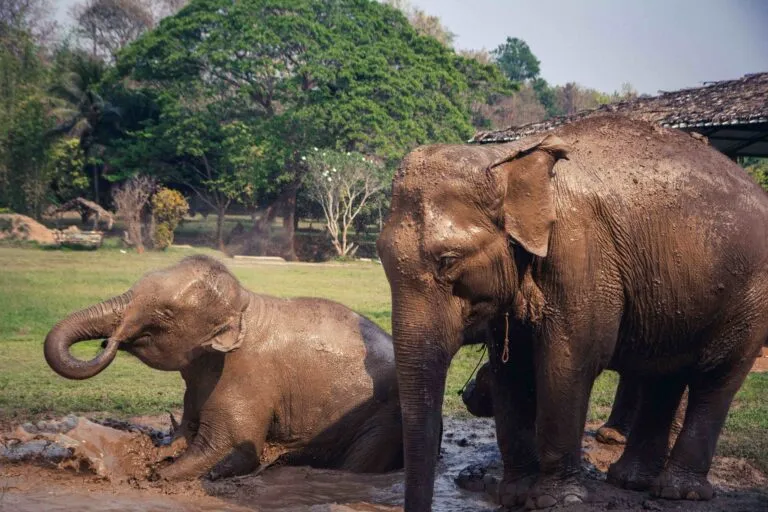 Visitantes observan elefantes en el nuevo hábitat Elephant Valley Safari Park San Diego