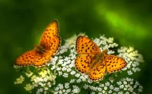 The Flower Fields Carlsbad inaugura experiencia de mariposas interactiva en California con visitantes recorriendo aviario floral