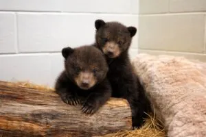 Cachorros de oso en California rescatados bajo vivienda en Los Ángeles y llevados a centro de vida silvestre en Ramona