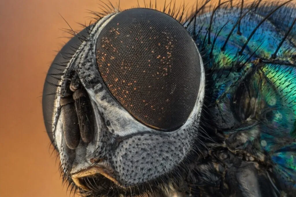 Moscas come ojos afectan espacios al aire libre en California