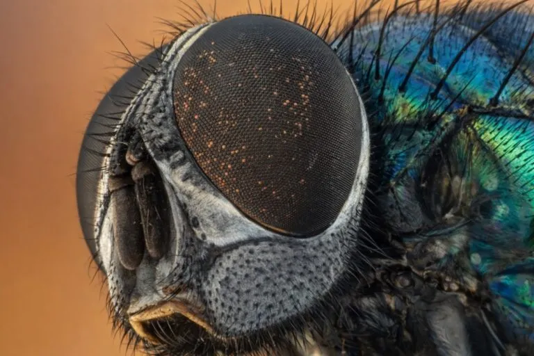 Moscas come ojos afectan espacios al aire libre en California