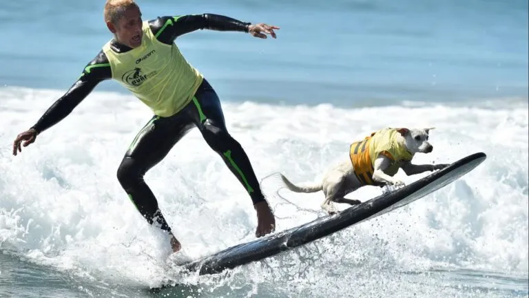 Sugar the Surfing Dog surfeando en California como ícono del surf canino y comunidad costera