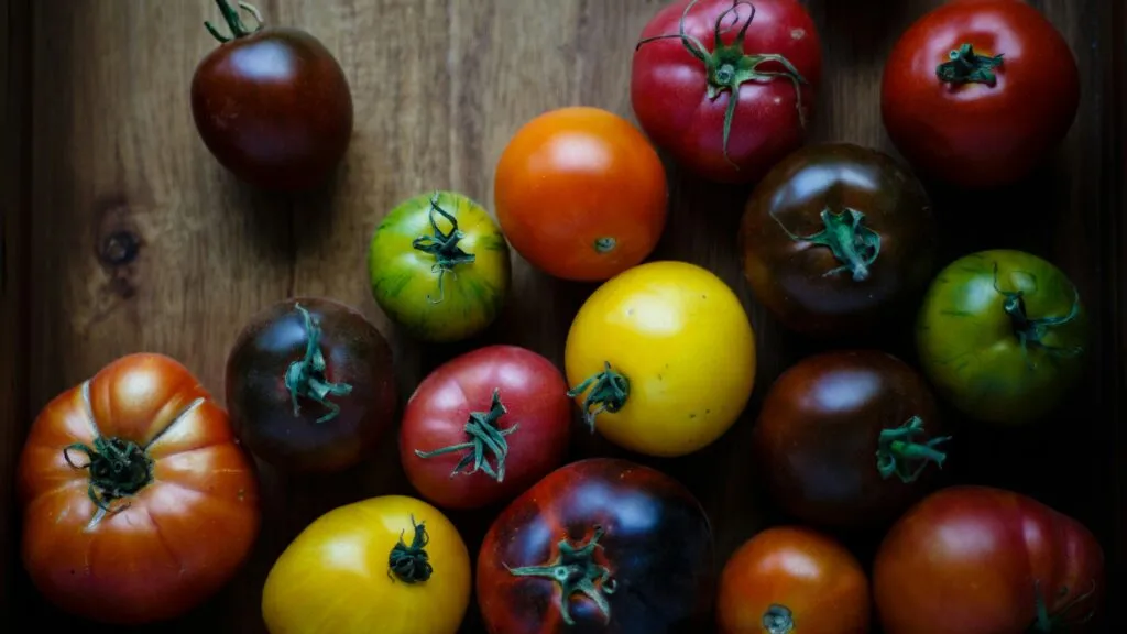 Evento Tomatomania en San Diego County ofrece decenas de variedades de plantas de tomate para jardineros y cultivadores locales.