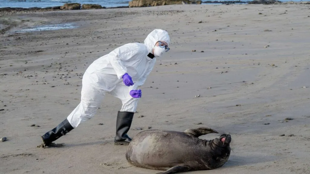 colonia de elefantes marinos descansando en la playa de California mientras científicos monitorean posible brote de gripe aviar