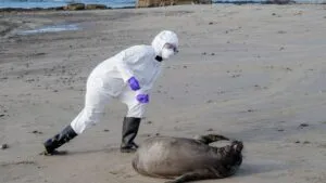 colonia de elefantes marinos descansando en la playa de California mientras científicos monitorean posible brote de gripe aviar