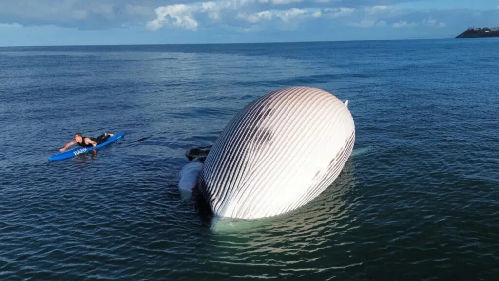 alerta de tiburones en San Diego tras hallazgo de ballena y aumento de actividad en la costa