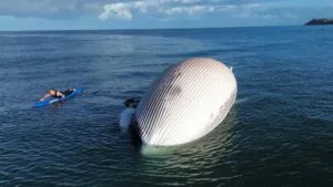 alerta de tiburones en San Diego tras hallazgo de ballena y aumento de actividad en la costa