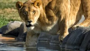 leona Jillian en santuario de Alpine tras historia de rescate y cuidado en San Diego