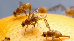 mosca de la fruta provoca cuarentena en La Mesa afectando alimentos y sostenibilidad en San Diego
