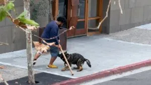 perro policía K-9 en operativo en San Diego neutralizando a atacante en East Village durante intervención policial