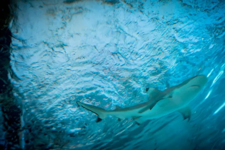 experiencia inmersiva de tiburones en SeaWorld San Diego con tecnología y turismo familiar innovador
