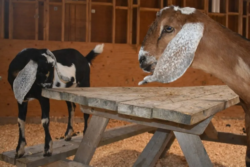 Picnic con cabras en San Diego ofrece convivencia familiar y experiencias al aire libre en Rancho Los Peñasquitos