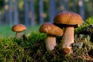 Hongos silvestres tóxicos en San Diego durante alerta sanitaria en California