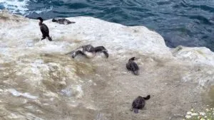 aves marinas desnutridas en playas de San Diego por calentamiento oceánico