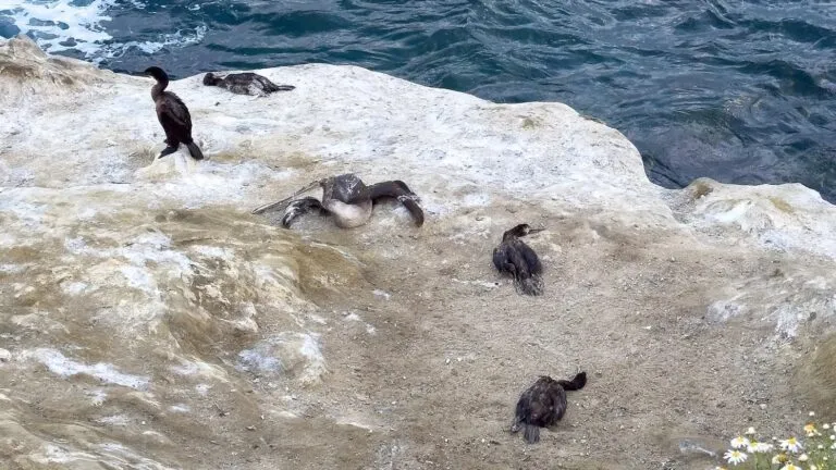 aves marinas desnutridas en playas de San Diego por calentamiento oceánico