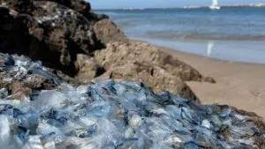 medusa velero cubre playas de San Diego tras fenómeno natural impulsado por el viento