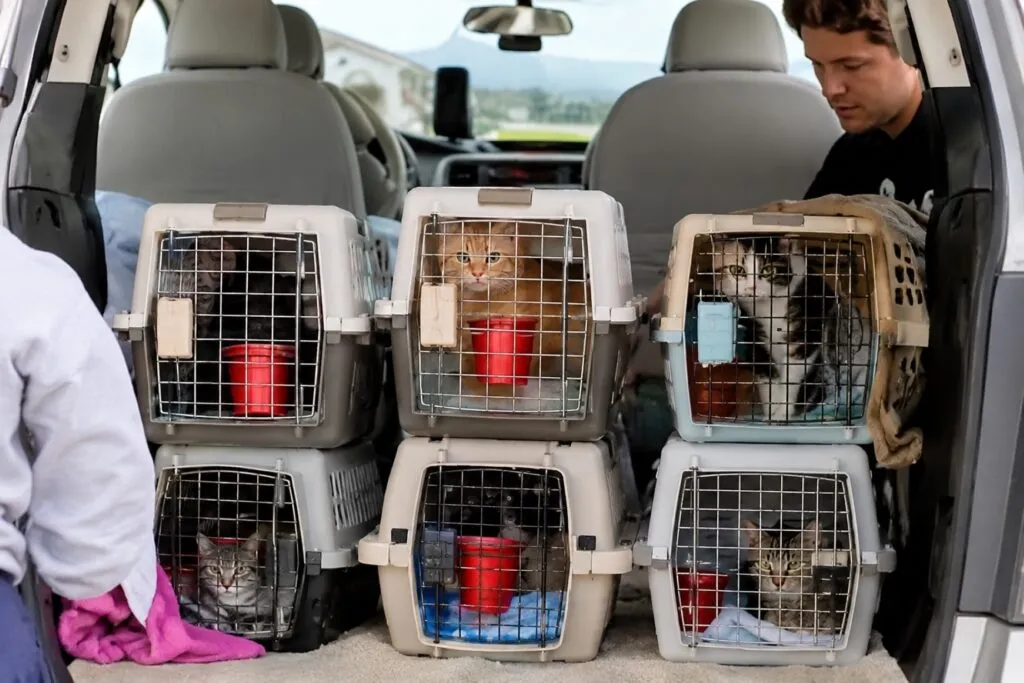 Gatos rescatados de Julian llegan a Texas para recibir atención veterinaria y procesos de adopción