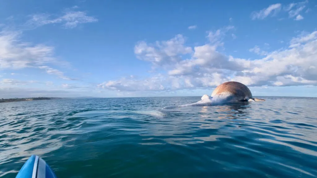 Ballena muerta flotando cerca de Torrey Pines durante investigación de autoridades marinas