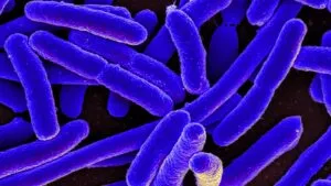 Brote de E. coli en California fue vinculado con productos vendidos por The Kebab Shop