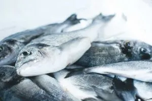 Mariscos en San Diego bajo alerta sanitaria por ácido domoico en la costa de California