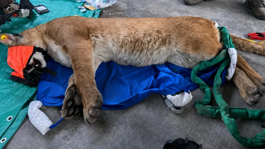 puma capturado por autoridades tras aparecer en un vecindario residencial de Escondido
