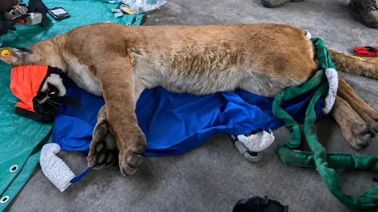 puma capturado por autoridades tras aparecer en un vecindario residencial de Escondido