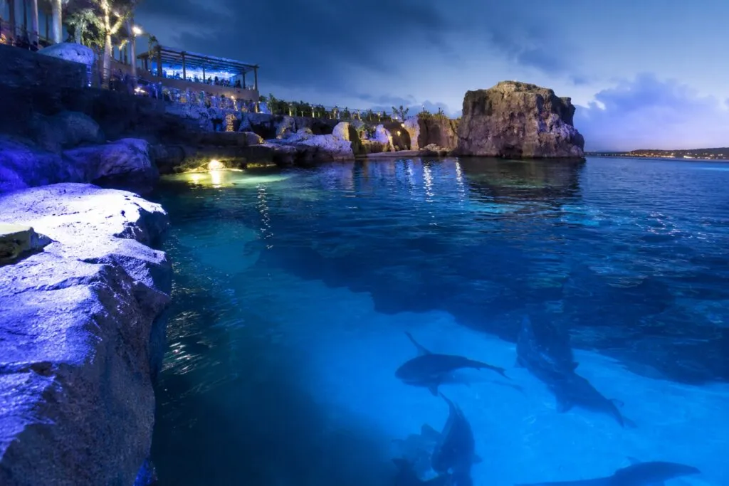 Shark Encounter en SeaWorld San Diego con túnel submarino renovado y experiencia marina inmersiva familiar