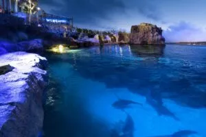 Shark Encounter en SeaWorld San Diego con túnel submarino renovado y experiencia marina inmersiva familiar