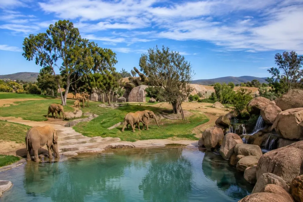 Familias observan elefantes africanos en Valle de los Elefantes del Safari Park de San Diego