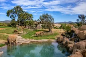 Familias observan elefantes africanos en Valle de los Elefantes del Safari Park de San Diego