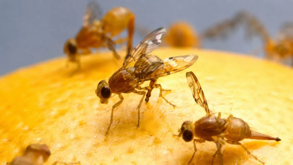 Cuarentena por mosca de la fruta mexicana en San Diego para proteger cultivos y suministro alimentario