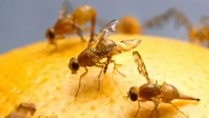 Cuarentena por mosca de la fruta mexicana en San Diego para proteger cultivos y suministro alimentario