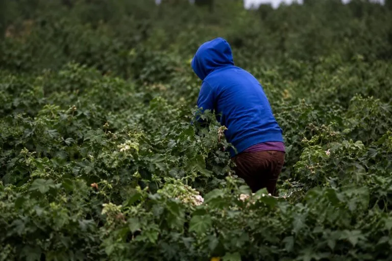 Uso de pesticida cancerígeno 1,3-D en campos agrícolas de California y riesgos ambientales para comunidades cercanas