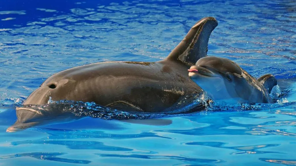 Dottie, la delfín de SeaWorld San Diego que hizo historia por un innovador tratamiento médico y una vida extraordinaria