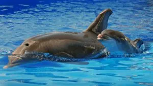 Dottie, la delfín de SeaWorld San Diego que hizo historia por un innovador tratamiento médico y una vida extraordinaria