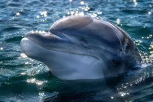 Dottie SeaWorld San Diego, delfín de 39 años que dejó huella entre visitantes y cuidadores locales