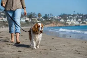 Perro en playa de San Diego durante alerta por exposición a metanfetamina en playa para perros y riesgos para mascotas