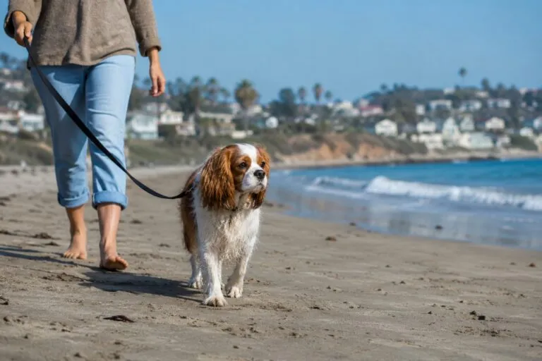 Perro en playa de San Diego durante alerta por exposición a metanfetamina en playa para perros y riesgos para mascotas