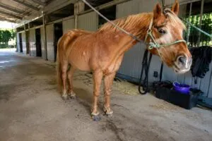 Rescate de caballos continúa en Julian mientras autoridades investigan presunta negligencia en un santuario animal de California